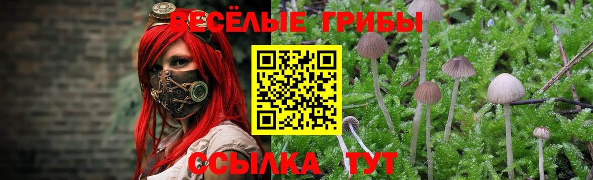 как найти   Вход с VPN  Дивногорск  Псилоцибиновые грибы прущие грибы 